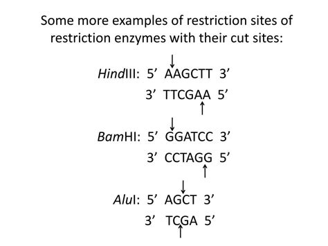 restriction enzyme site finder.